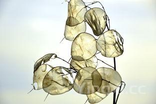 媳妇的拿手菜辣子鸡,青椒土豆片,肉质鲜嫩,香辣可口