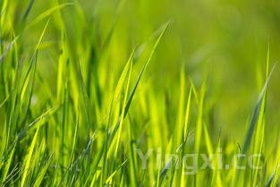 炖羊肉汤最正宗的做法,记住四放三不放羊肉汤浓奶白