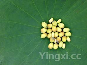 两道食材的完美碰撞,教你做酱烧茄子,独特的酱香味儿