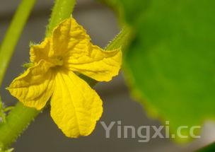 院墙裂开怎么办，黄尖鱼做法大全