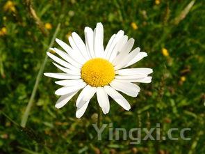 板栗炖鸡的家常做法,炖鸡的家常做法