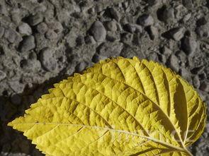 传统糖醋鲤鱼教程免费教值得收藏,待客用的上
