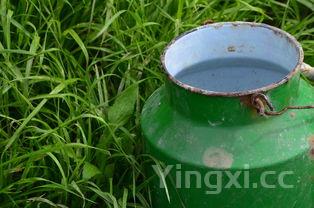 莲子羹的做法，羹的做法