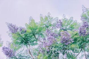 南瓜花卷做法，南瓜花卷做法视频