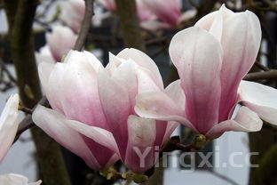 鲜香扑鼻红烧龙虾,滋味浓郁宴请佳肴