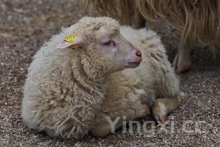 宝宝 肉末,宝宝肉沫的做法大全