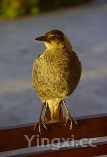 宝宝 肉末,宝宝肉沫的做法大全