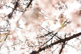 小鸡贴饼怎么做好吃,农家菜小鸡贴馍这样做