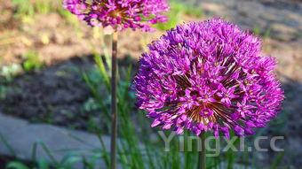 红烧鲤鱼、鲫鱼豆腐汤、清蒸鲈鱼做法原来这么简单