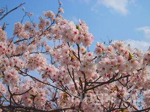 糯米排骨玉米饭的做法,这才是排骨焖饭最简单的做法