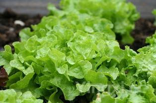 正宗油酥饼的做法及配方,零失败酥到掉渣的油酥饼怎么做