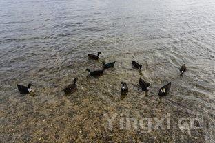 四季豆包子馅做法大全窍门,酱香浓郁的豆角酱肉包