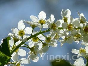 自制花生酥 好事花(发)生, 酥的掉渣 纯素茶点 零食