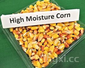 藏不住了,跟大厨学了3招,做出的酱香飘十万八千里