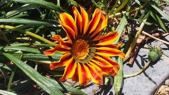 脂油饼的家常做法大全,脂油饼在家这样做是记忆中的味道