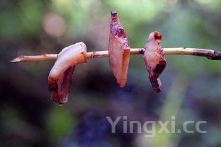杨桃图片大全大图，杨桃图片 正面图