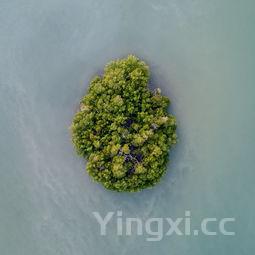 豆泡炒娃娃菜:一道色香味俱佳的家常菜