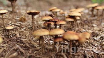 红烧龙虾做法步骤图解，红烧龙虾做法