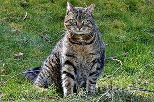 韩式风味鸡爪，酸辣爽口异国情调