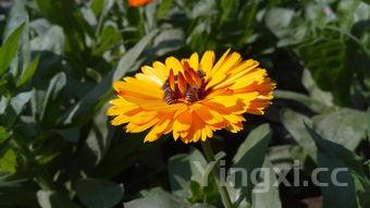 凉拌牛肉丝,酸辣爽口开胃菜