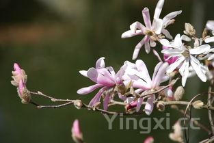让人忍不住会配上一大碗米饭的家常葱烤红烧大排