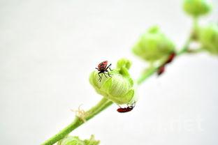 香椿芽图片大全，香椿芽图片大全大图
