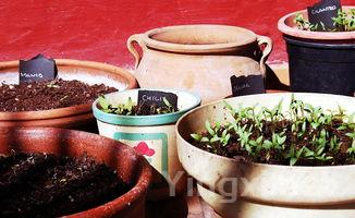 香椿芽图片大全,香椿芽图片大全大图