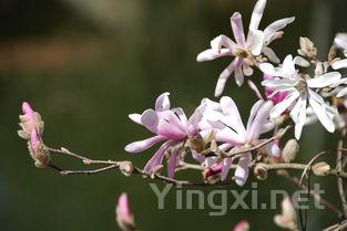 香椿芽图片大全,香椿芽图片大全大图