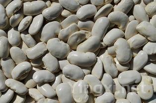 豆类品种大全，豆类品种大全荷包豆