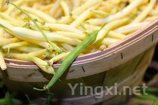 豆食做法，豆食怎样制做