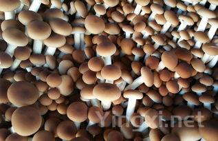 家常菌菇汤的做法，七彩菌菇汤的做法大全