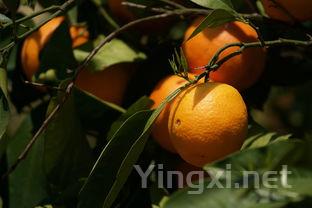 汕头甘草水果的做法，水果的做法
