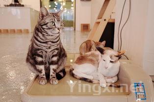 猫食大全，猫咪食谱大全及图片