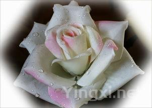 榴莲和菠萝蜜哪个好吃一点，榴莲和菠萝蜜哪个好吃