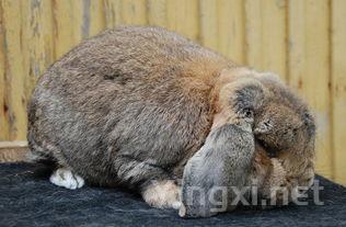 兔子怎么的做法，兔子的做法大全集