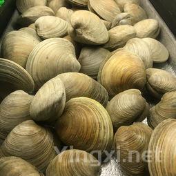 贝类海鲜大全 种类，贝类海鲜大全