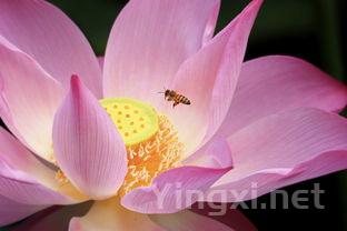 芋头图片大全，莲花芋头图片大全