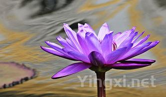 鲜花摆盘图片大全，鲜花怎么摆盘子好看