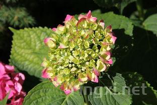 青菜品种大全及名称，青菜品种大全及名称介绍