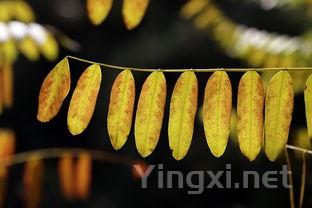 芭蕉叶糍粑的做法文字介绍，芭蕉叶糍粑的做法