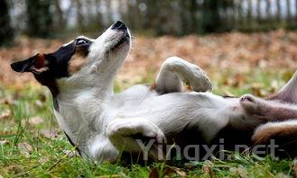 青鱼和草鱼哪个好吃,青鱼为什么很少人吃