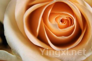 花样馒头的简单做法,分享几款花样馒头做法款款精致漂亮