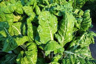 清爽可口的蒜炒红菜苔,家常美味无比