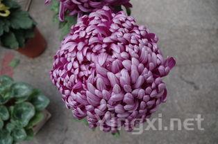 花枣馒头的做法大全,分享几款简单又漂亮的枣花馒头