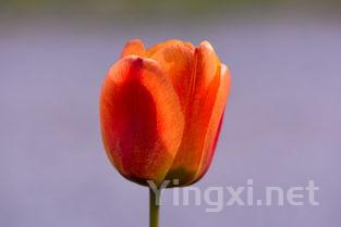 红枣馒头的家常做法大全,红枣开花大馒头记住两个关键点