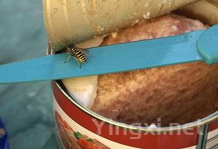 脂油饼的家常做法大全,脂油饼在家这样做是记忆中的味道