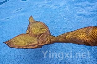 昂公鱼汤的家常做法,这才是昂公鱼正宗的做法