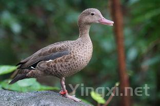 炖鸭子汤的做法大全,多做2步鸭汤鲜香可口没腥味