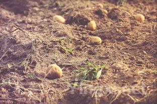 减脂期建议吃这7种蔬菜,保证事半功倍