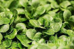 这五种食材誉为“人体清道夫”,中老年记得常吃,清除垃圾!